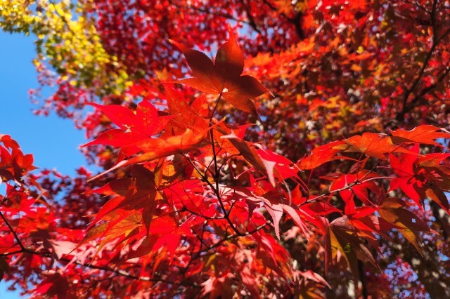 昭和記念公園の紅葉・黄葉