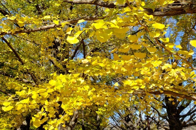 昭和記念公園の紅葉・黄葉｜見ごろ(時期)はいつ？