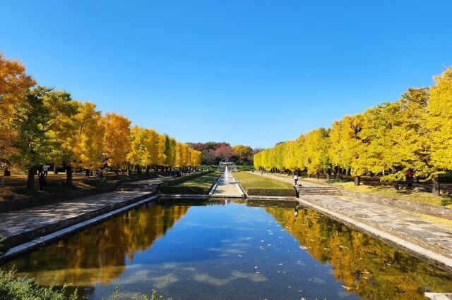 昭和記念公園｜カナールのイチョウ並木