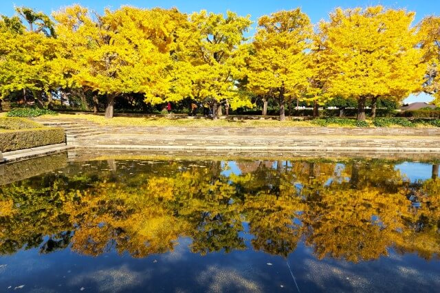 昭和記念公園｜カナールのイチョウ並木