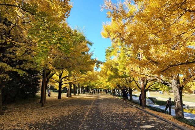 昭和記念公園｜カナールのイチョウ並木