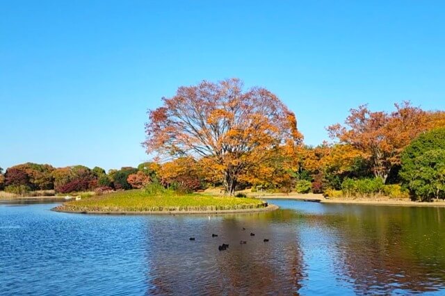 昭和記念公園｜西立川口サイクリングセンター付近のプラタナスやケヤキ