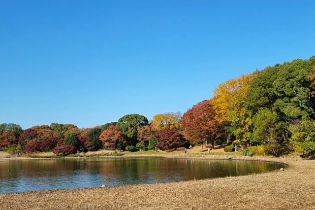 昭和記念公園｜眺めのテラスから見る紅葉