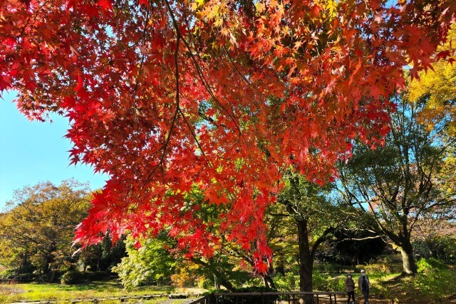 昭和記念公園｜花木園のもみじ