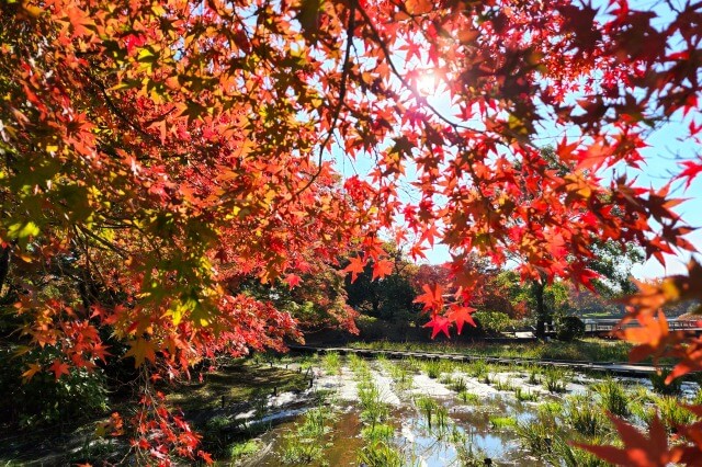 昭和記念公園｜花木園のもみじ