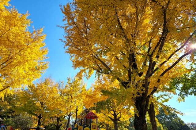 昭和記念公園｜みんなの原っぱ南のイチョウ