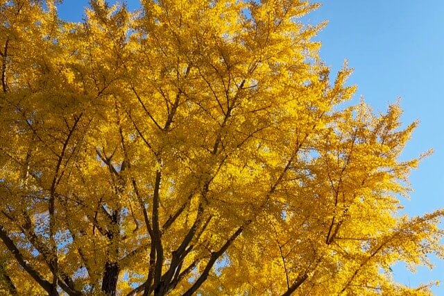 昭和記念公園｜みんなの原っぱ南のイチョウ