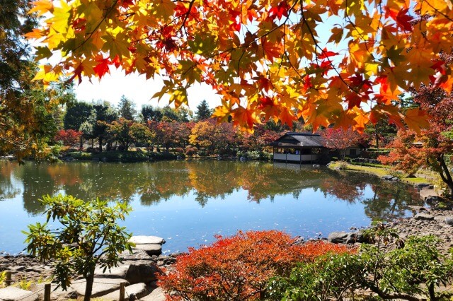 昭和記念公園｜日本庭園のもみじ