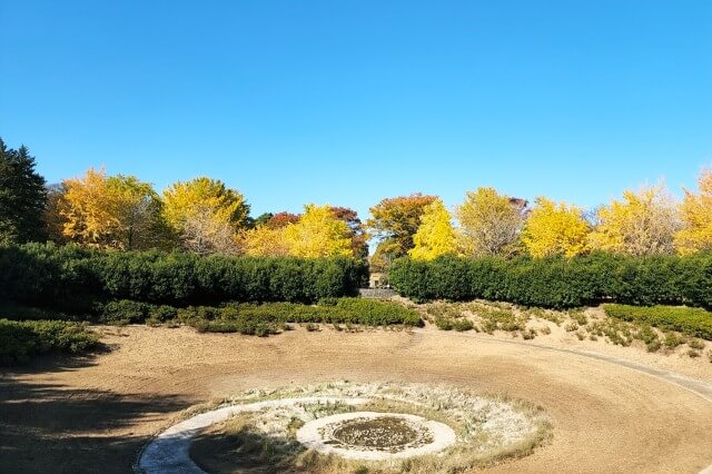 昭和記念公園｜こどもの森のイチョウ