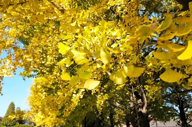 昭和記念公園｜かたらいのイチョウ並木