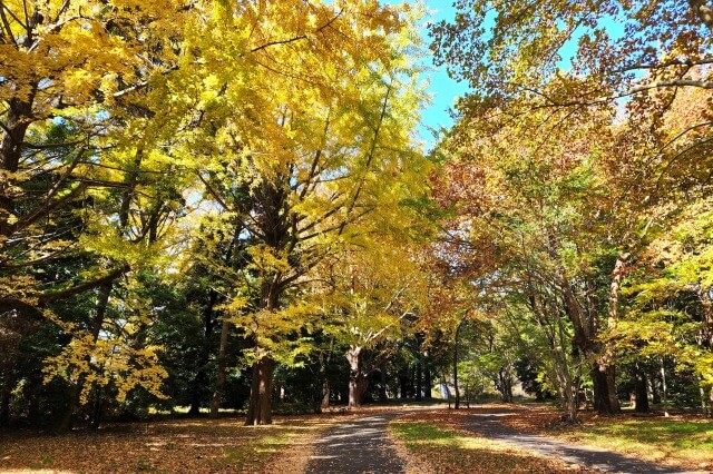 昭和記念公園｜サイクリングロードのもみじやイチョウ