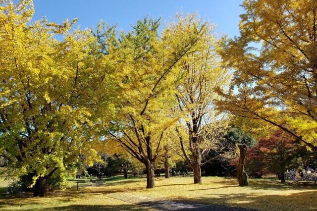 和記念公園｜みんなの原っぱ北のイチョウ