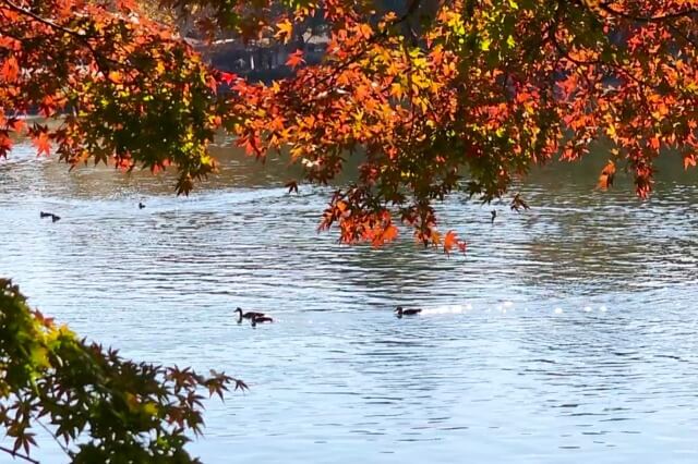 昭和記念公園｜水鳥の池の水鳥と紅葉