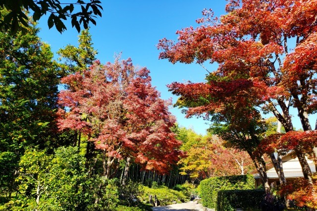 昭和記念公園の日本庭園の紅葉｜清池軒の前の真っ赤なもみじは必見