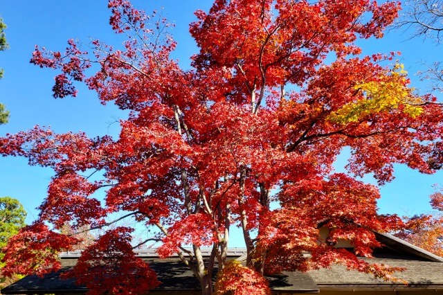 昭和記念公園の日本庭園の紅葉｜清池軒の前の真っ赤なもみじは必見