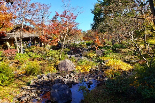 昭和記念公園の日本庭園の紅葉｜西の流れの水面を漂うもみじ