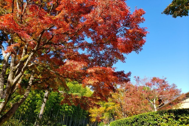 昭和記念公園の日本庭園の紅葉｜歓楓亭周辺は赤とオレンジ色