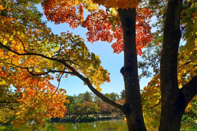 昭和記念公園の日本庭園の紅葉｜滝・北の流れ周辺はオレンジと黄色