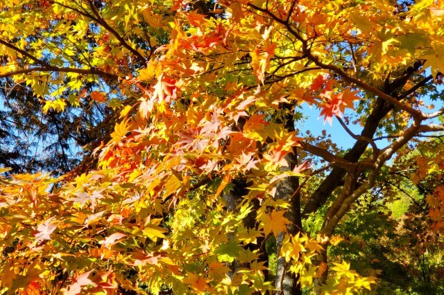 昭和記念公園の日本庭園の紅葉｜滝・北の流れ周辺はオレンジと黄色