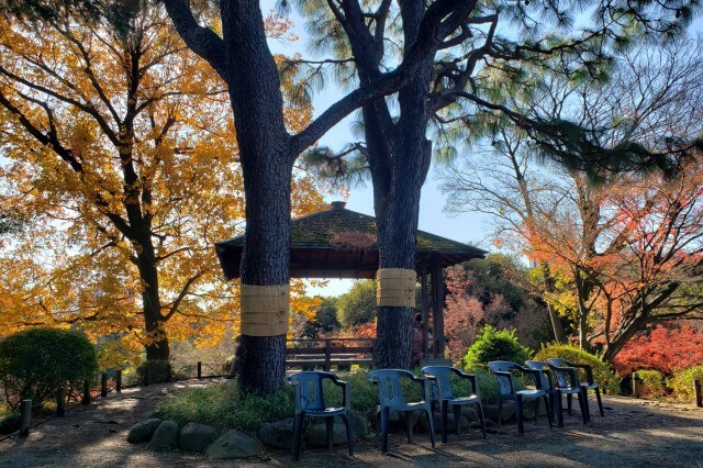 旧古河庭園の紅葉の見どころ｜展望台周辺のもみじ