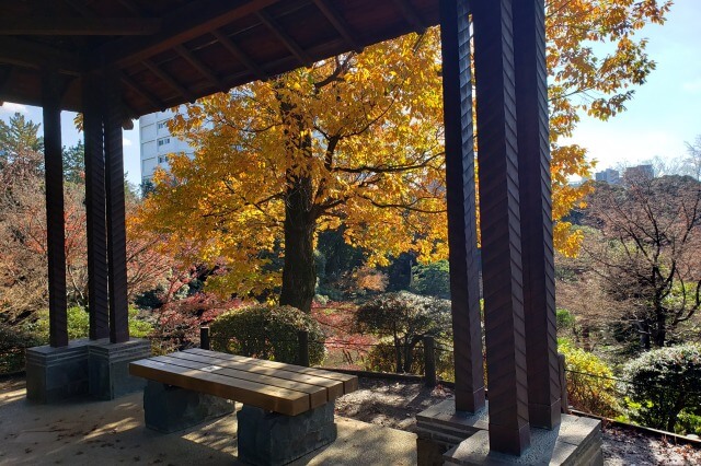 旧古河庭園の紅葉の見どころ｜展望台周辺のもみじ