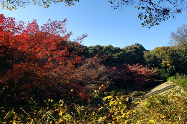 旧古河庭園の紅葉の見どころ｜展望台周辺のもみじ