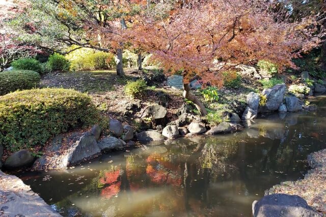 旧古河庭園の紅葉の見どころ｜渓谷周辺のもみじ