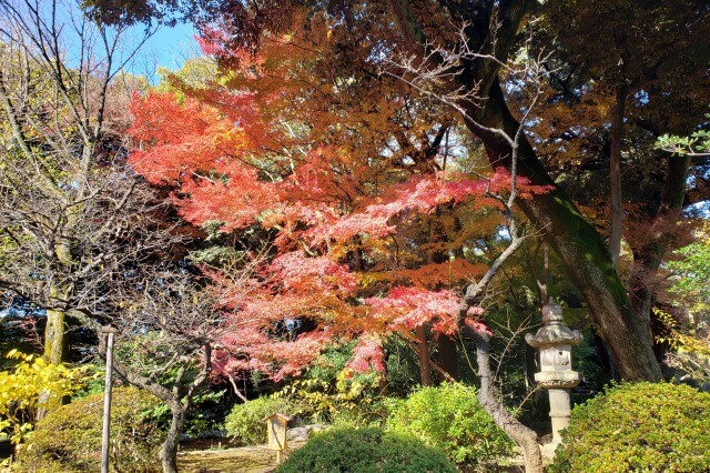 旧古河庭園の紅葉の見どころ｜心字池周辺のもみじ