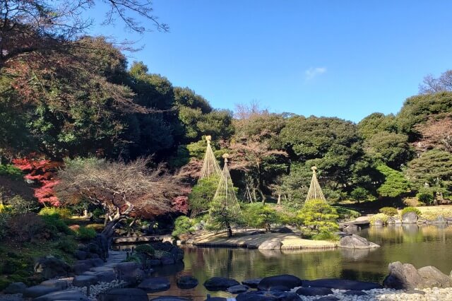 旧古河庭園の紅葉の見どころ｜心字池周辺のもみじ