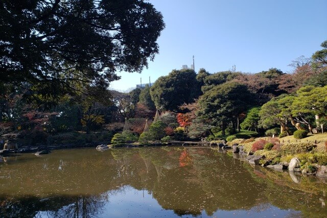 旧古河庭園の紅葉の見どころ｜心字池周辺のもみじ