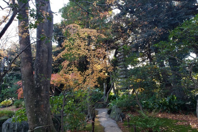 旧古河庭園の紅葉の見どころ｜見晴台周辺のもみじ