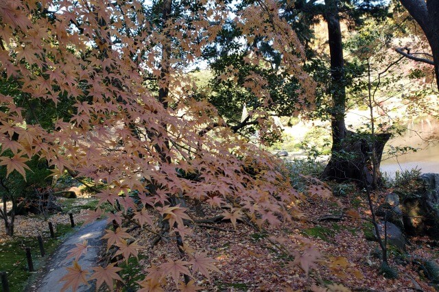 旧古河庭園の紅葉の見どころ｜見晴台周辺のもみじ