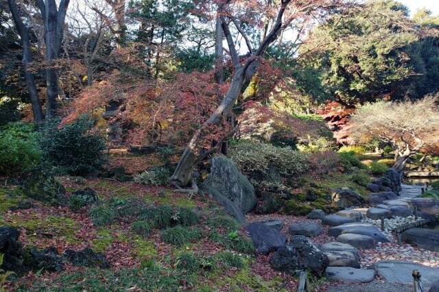 旧古河庭園の紅葉の見どころ｜枯滝周辺のもみじ