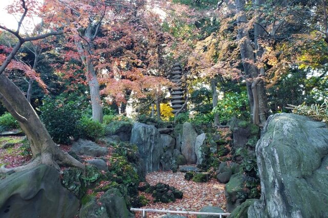 旧古河庭園の紅葉の見どころ｜枯滝周辺のもみじ