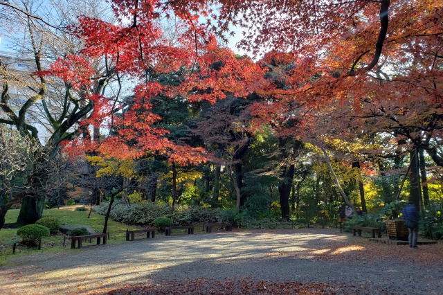 旧古河庭園の紅葉の見どころ｜広場周辺のもみじ