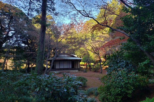 旧古河庭園の紅葉の見どころ｜茶室周辺のもみじ