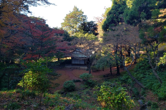 旧古河庭園の紅葉の見どころ｜茶室周辺のもみじ