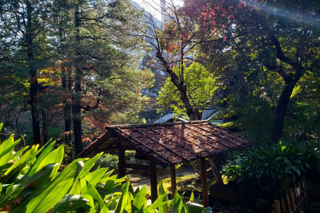 旧古河庭園の紅葉の見どころ｜茶室周辺のもみじ