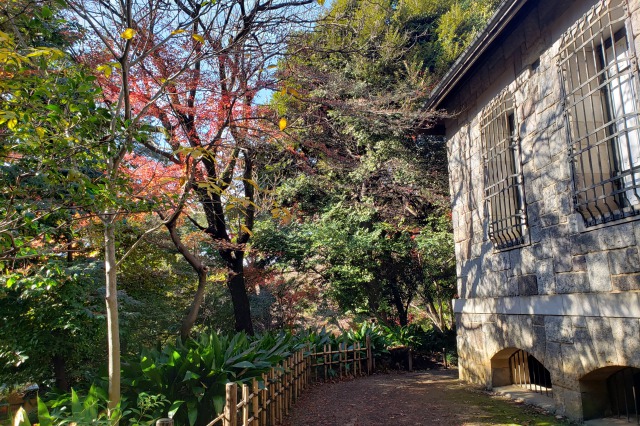 旧古河庭園の紅葉の見どころ｜書庫周辺のもみじ