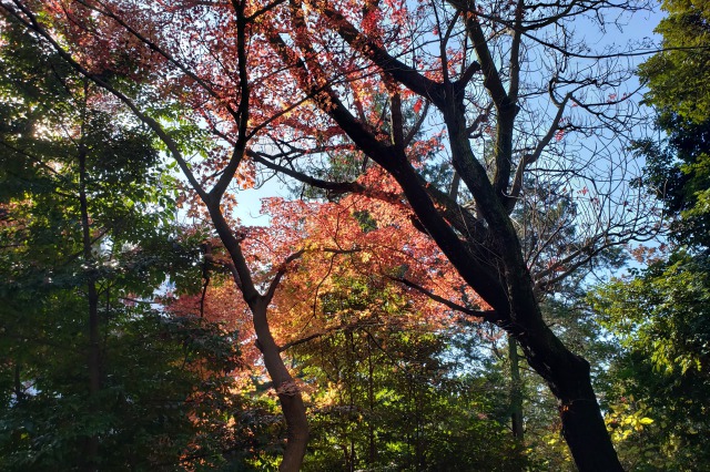 旧古河庭園の紅葉の見どころ｜書庫周辺のもみじ