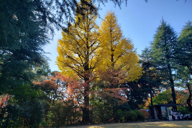 旧古河庭園の紅葉の見どころ｜売店周辺のもみじとイチョウ