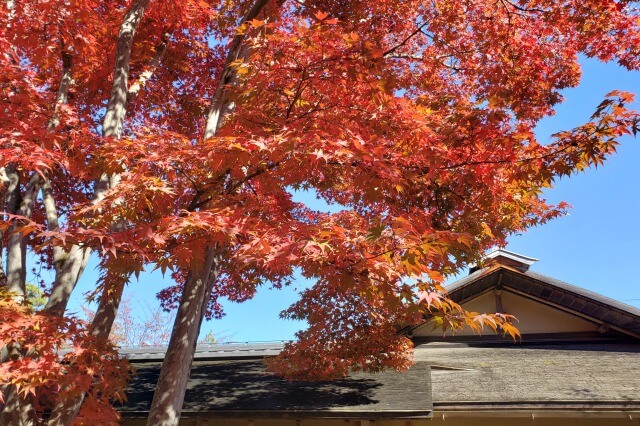 昭和記念公園の紅葉の見頃と見どころ