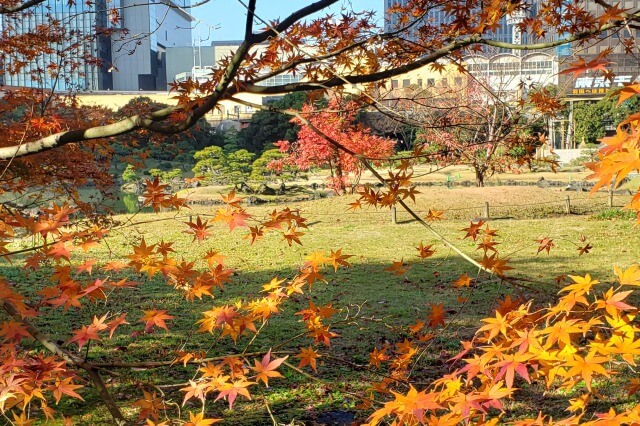 旧芝離宮恩賜庭園の紅葉の見頃と見どころ