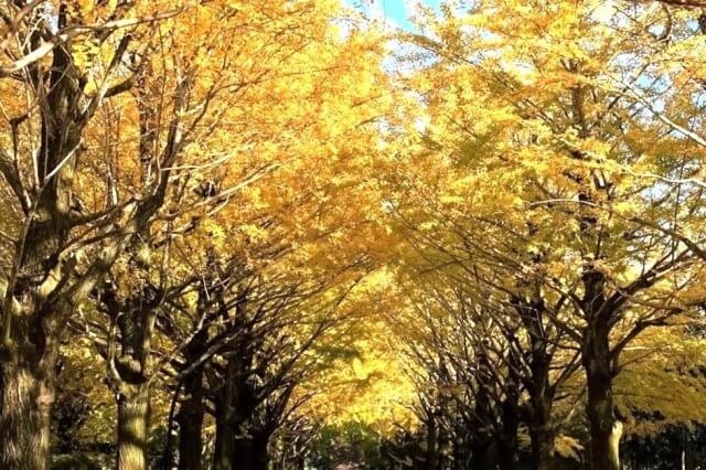 光が丘公園の紅葉の見頃と見どころ 