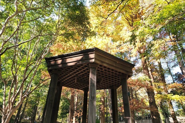 林試の森公園の紅葉の見頃と見どころ 