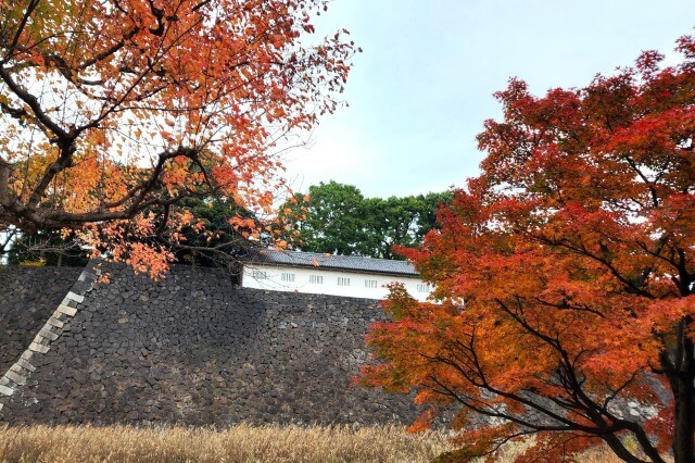 皇居乾通りの紅葉の見頃と見どころ 