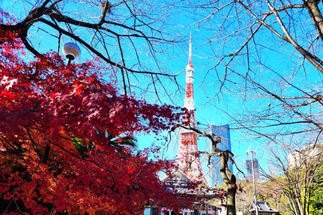 増上寺の紅葉の見頃と見どころ 