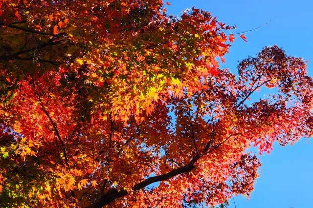 殿ヶ谷戸庭園の紅葉の見頃の時期