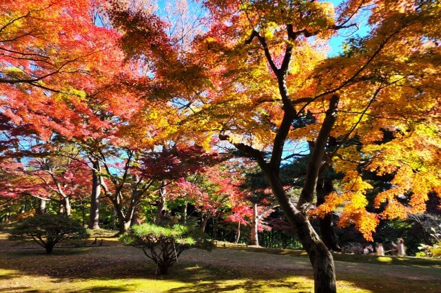 花木園のモミジ