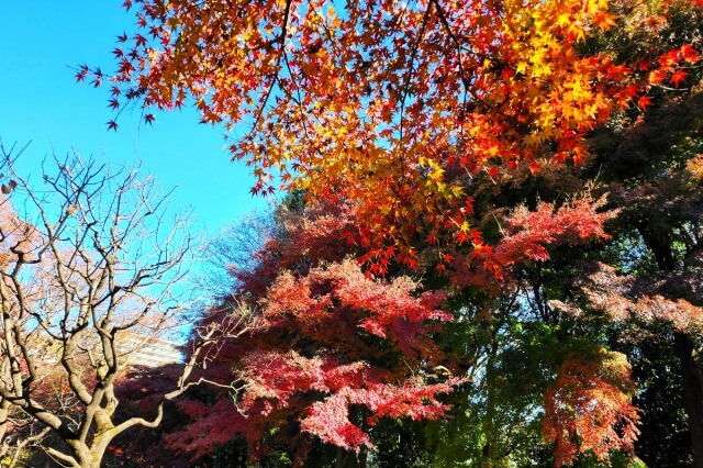 花木園のモミジ